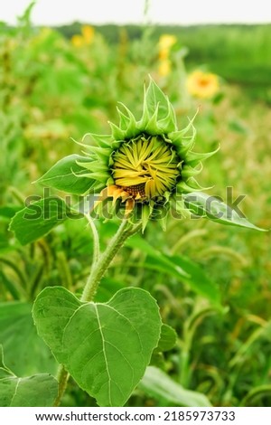 a young unopened sunflower grows in a field. sunflower cultivation concept