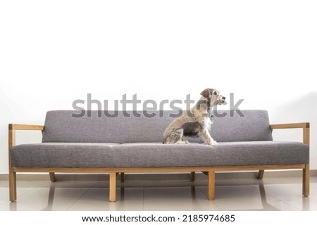 dog sitting in a big armchair, looking out the window, the big armchair is made of solid natural wood, the textile is light gray, the wall is white and the floor is beige.