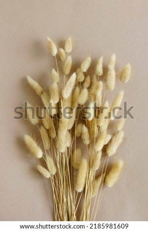 Dry fluffy bunny tails grass Lagurus Ovatus flowers on beige background.  Tan pom pom plants backdrop.Poster, floral card. Royalty-Free Stock Photo #2185981609