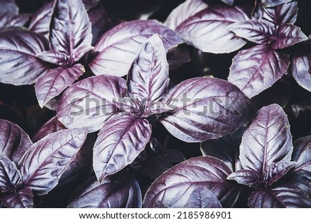 Purple basil grown in vegetable garden at organic homestead, dark opal basil plants texture