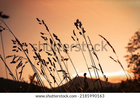 The grass flowers were blowing in the evening wind with an orange glow. The background is an orange sky with blurry mountains.