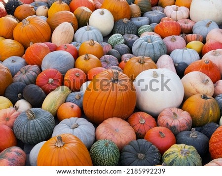 background of many bright pumpkins of different colors and sizes
