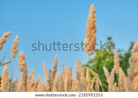 Blurred autumn background of dry grass against a blue sky, selective focus on a stalk of reeds in the golden light of a sunset. Backdrop or screensaver idea for nature background, summer grass concept