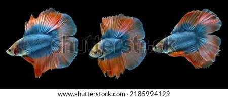 Orange blue double tail halfmoon betta fish