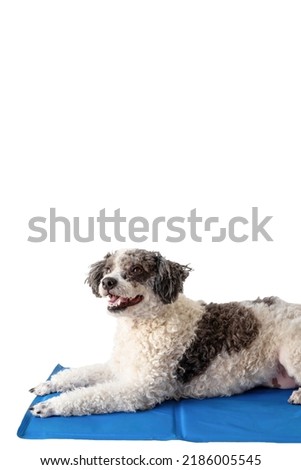 Pet care. Cute mixed breed dog lying on cool mat in hot day looking up, white background, summer heat. Isolated copy space