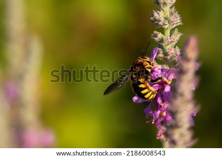 A leaf cutter bee collect pollen from purple loosestrife wild flower. Anthidium septemspinosum.
