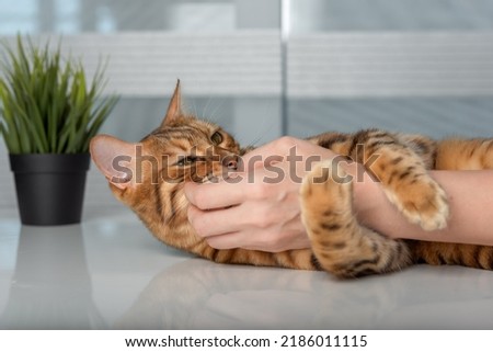 A domestic cat playfully nibbles on the hand of its owner. Royalty-Free Stock Photo #2186011115