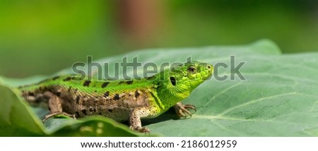Green lizard, Lacerta viridis, is a species of lizard of the genus Green lizards. Lizard on the stone. Royalty-Free Stock Photo #2186012959