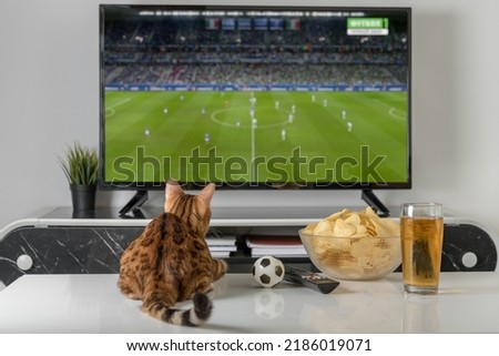 Domestic cat, a bowl of chips and beer on the background of the TV. Evening cozy watching a football match. Royalty-Free Stock Photo #2186019071