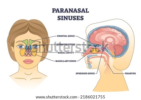 Paranasal sinuses location with nasal cavity structure anatomy outline diagram. Labeled educational scheme with frontal head sinus and pharynx sections for respiratory system vector illustration. Royalty-Free Stock Photo #2186021755