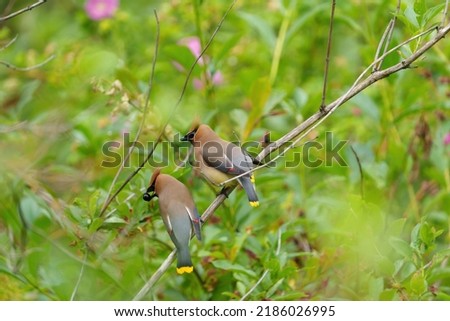 Cedar waxwing couple feeding on tree branch, it is a Plump, smooth-plumaged bird with distinctive thin, high-pitched call. Adults have a sleek crest, black mask Royalty-Free Stock Photo #2186026995