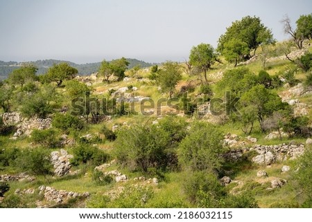 A lanscape in the Judea mountains near Jerusalem, Israel, with almond trees growing wild, and ancient agricultural terraces, on a hazy spring day. Royalty-Free Stock Photo #2186032115
