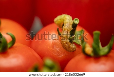 Close up of a tomato worm on a cherry tomato within a group of cherry tomatoes
