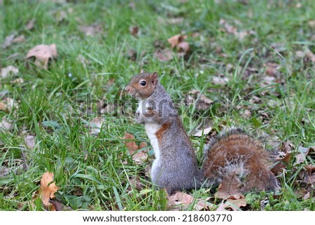 a nice example of a squirrel taken in its natural environment 