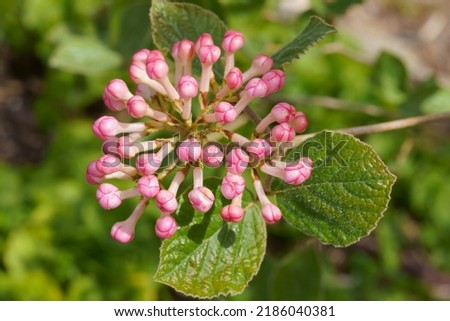 Pink flower buds of Arrowwood viburnum (Viburnum dentatum) Cape cod MA USA