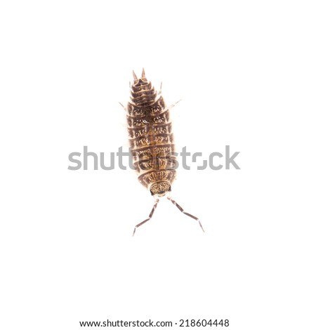 beetle wood louse isolated on white background