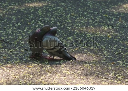 A Couple of Common Pigeons in a Tender Love Moment