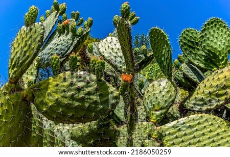 Cactus thorns close up. Cacti closeup. Cactus background. Cactus flower Royalty-Free Stock Photo #2186050259