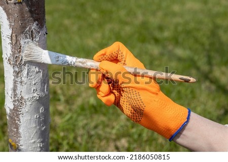 A hand in bright orange gloves on a background of green grass. A gardener paints a tree trunk with a brush. garden work. Apple tree trunk, protection against pests and diseases, chalk whitewashing. Royalty-Free Stock Photo #2186050815