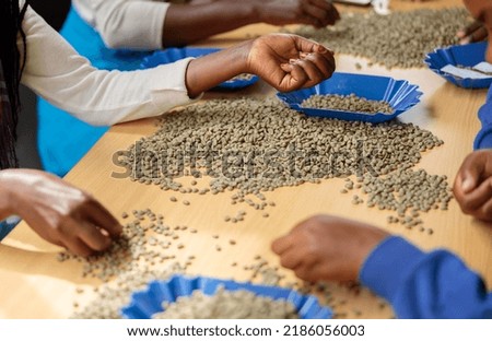 Cropped photo of African American female hands sorting beans for coffee tasting while putting it in bowls