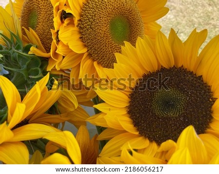 Beautiful sunflowers at the market