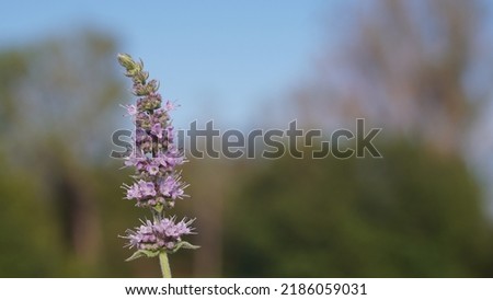 Spearmint (Mentha spicata) tiny flowers in the meadow. Summer season