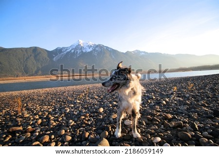 A dog enjoys sunset at the river