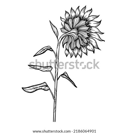 Line art clipart of sunflower, vector 