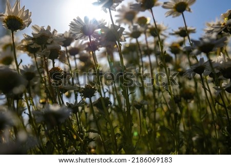 Daisies or chamomiles from ground level in focus. Spring bloom concept photo.