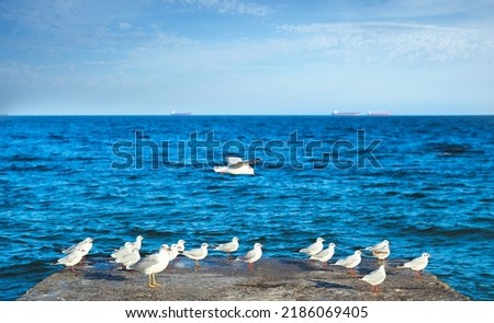 many seagulls on a rock and one is flying by the sea 