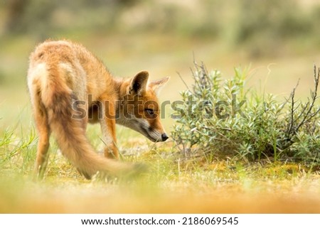 Young Red Fox Standiing in A Green Nature Background in A National Park
