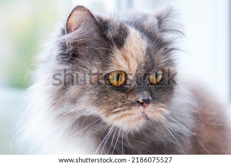 Portrait of a female kitten. Close-up of a cat face. Cat alert look. Detailed picture of a cats face with yellow clear eyes. Close up of cute feline.