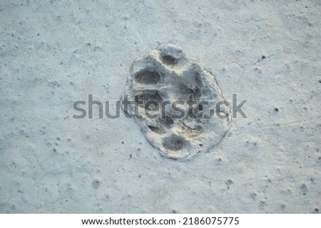  footprints of a dog or a cat on the tarmac frozen in time close-up macro photography leaves close-up
