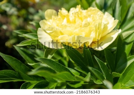 Large yellow peony in the summer garden at the sunny day, close-up. Bright congratulation on the holiday. Peony bud for poster, calendar, post, screensaver, wallpaper, card, banner, cover