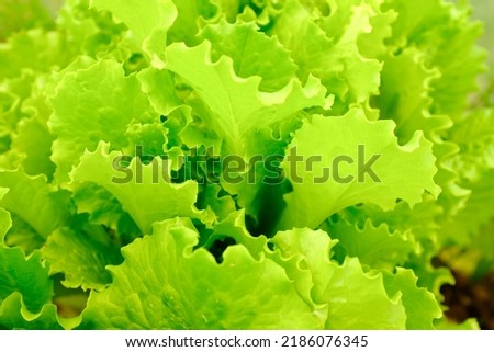 Background from salad leaves plant. Fresh salad leaves, close-up. Raw green leaf vegetables, top view. Salad leaves for poster, calendar, post, screensaver, wallpaper, postcard, card, banner, cover