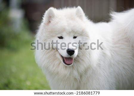 White Samoyed puppy sits on the green grass. Dog in nature, a walk in the park Royalty-Free Stock Photo #2186081779
