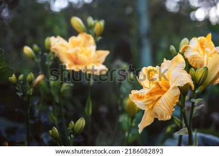 yellow flowers of a large double daylily close-up in the garden. Natural natural background of flowers Royalty-Free Stock Photo #2186082893