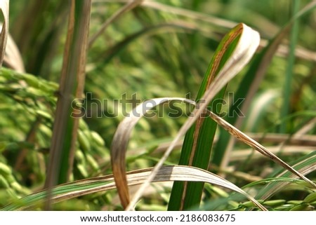 Sheath blight. Rice field diseases. Royalty-Free Stock Photo #2186083675