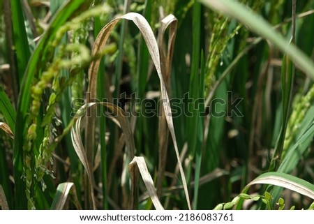 Sheath blight. Rice field diseases. Royalty-Free Stock Photo #2186083761