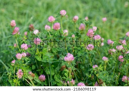 Trifolium pratense,  red clover flowers in meadow closeup selective focus