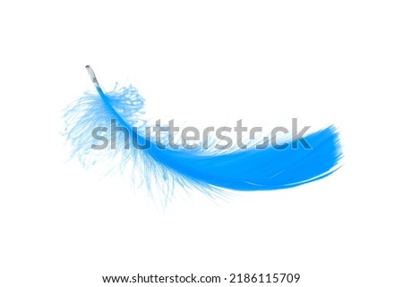 Single Blue Feather Isolated on White Background. Falling Feather. Down Swan Feather.