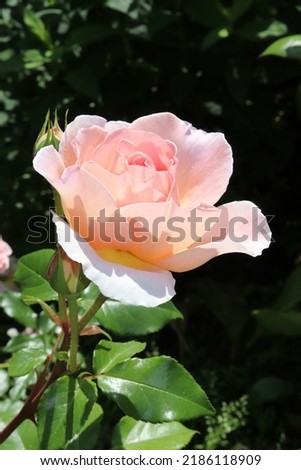 Pink and apricot color English Rose Abraham Darby flowers in a garden in July 2021. Idea for postcards, greetings, invitations, posters, wedding and Birthday decoration, background 