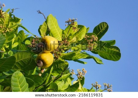 Cashew fruit hanging on tree branch in Asian farm. Cashew nuts are a type of protein-producing nuts that are beneficial for health Royalty-Free Stock Photo #2186119831