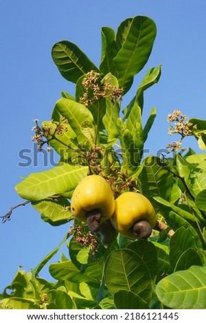The vertical photo shows cashews hanging fresh from a tree branch. Healthy living is today's lifestyle and people usually consume nuts from cashew nuts to be fit in their daily activities Royalty-Free Stock Photo #2186121445