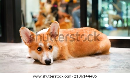 Corgi in modern house. Many of Pembroke Welsh Corgi, originated in Pembrokeshire, Wales.  Group of Welsh Corgi or Cardigan Welsh Corgi descend from northern spitz-type dogs. Royalty-Free Stock Photo #2186144405