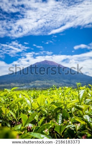 tea garden at the foot of mount kerinci. Royalty-Free Stock Photo #2186183373