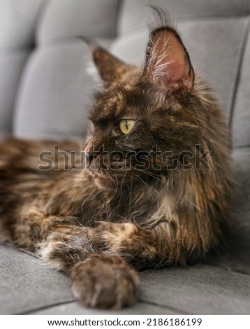 Maine Coon cat with a black smoky tortoise colour, with a serious and hive look lies on a sofa.