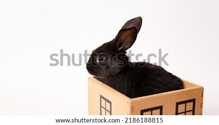 Rabbit sit in a wooden toy house isolated on white background. Concept of animal shelter. Cute pet at home. Cleaning service. Copy space. Private property. Rule of rent apartment. Building business.