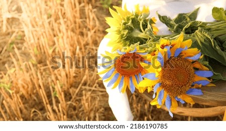 Sunflowers in colors of Ukrainian flag in field