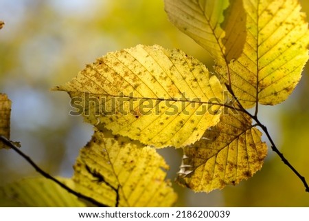 Hornbeam tree with colorful autumn leaves in sunny light.